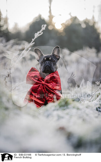 Franzsische Bulldogge / French Bulldog / SIB-03166