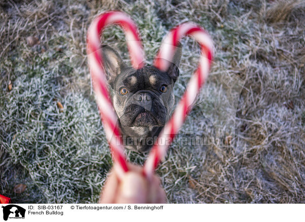 Franzsische Bulldogge / French Bulldog / SIB-03167