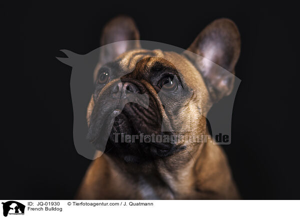 Franzsische Bulldogge / French Bulldog / JQ-01930