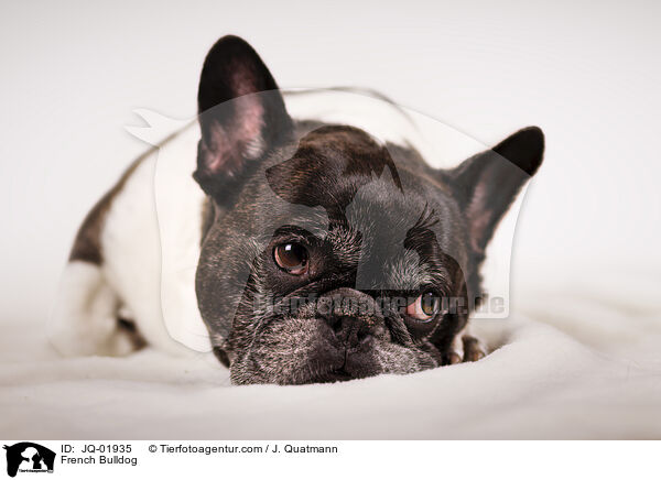 Franzsische Bulldogge / French Bulldog / JQ-01935