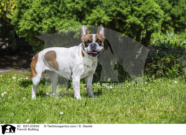 Franzsische Bulldogge / French Bulldog / SST-23930