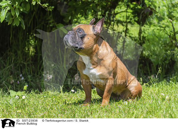 Franzsische Bulldogge / French Bulldog / SST-23938