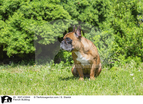 Franzsische Bulldogge / French Bulldog / SST-23944