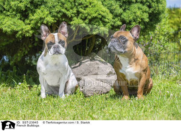 Franzsische Bulldoggen / French Bulldogs / SST-23945