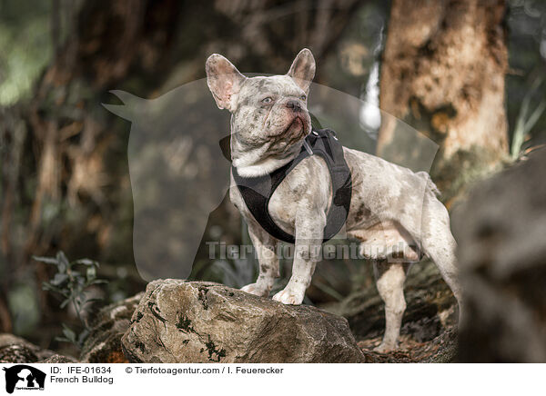 Franzsische Bulldogge / French Bulldog / IFE-01634