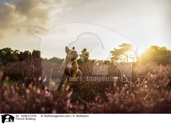 Franzsische Bulldogge / French Bulldog / SAB-01059
