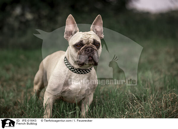 Franzsische Bulldogge / French Bulldog / IFE-01643