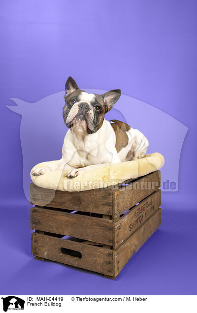 Franzsische Bulldogge / French Bulldog / MAH-04419