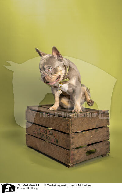 Franzsische Bulldogge / French Bulldog / MAH-04424