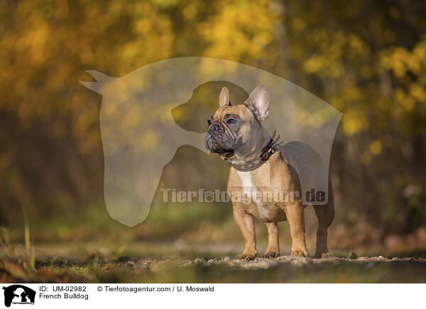 Franzsische Bulldogge / French Bulldog / UM-02982