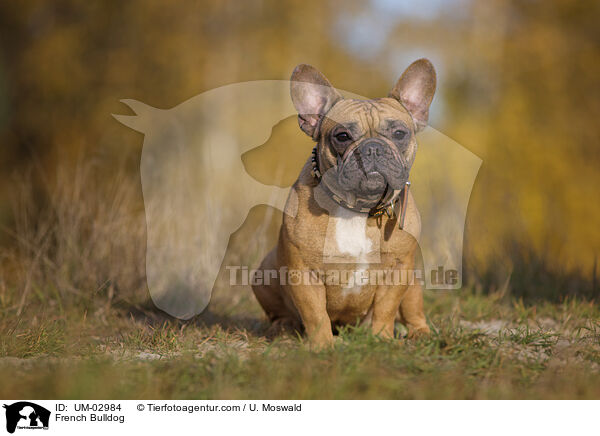Franzsische Bulldogge / French Bulldog / UM-02984