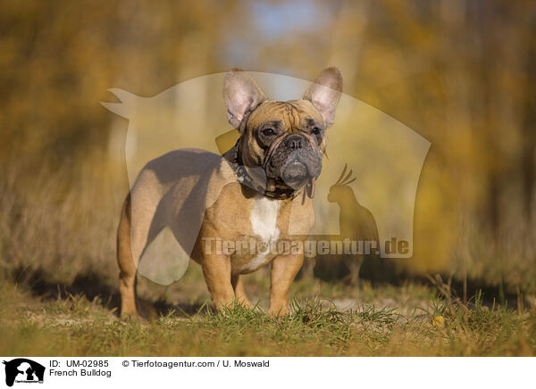 Franzsische Bulldogge / French Bulldog / UM-02985