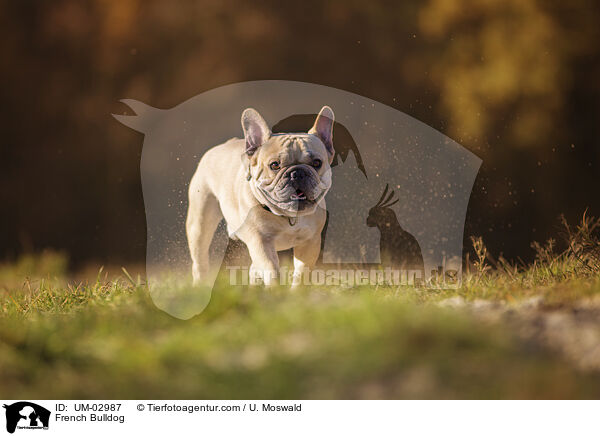 Franzsische Bulldogge / French Bulldog / UM-02987