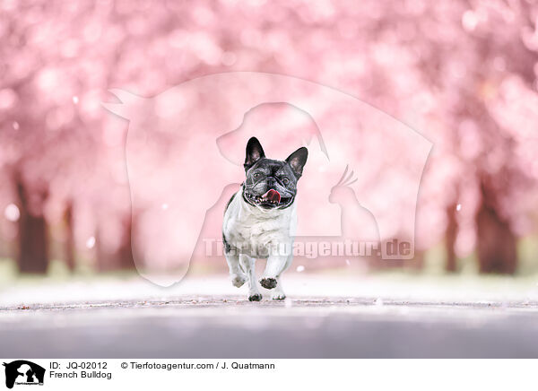 Franzsische Bulldogge / French Bulldog / JQ-02012