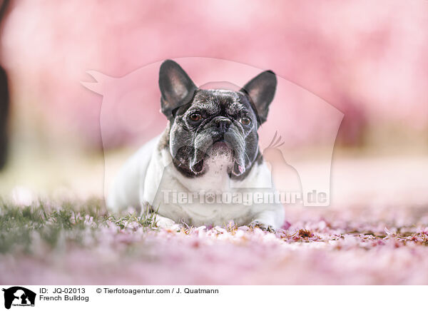 Franzsische Bulldogge / French Bulldog / JQ-02013