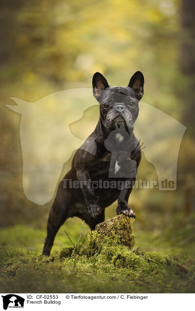 Franzsische Bulldogge / French Bulldog / CF-02553
