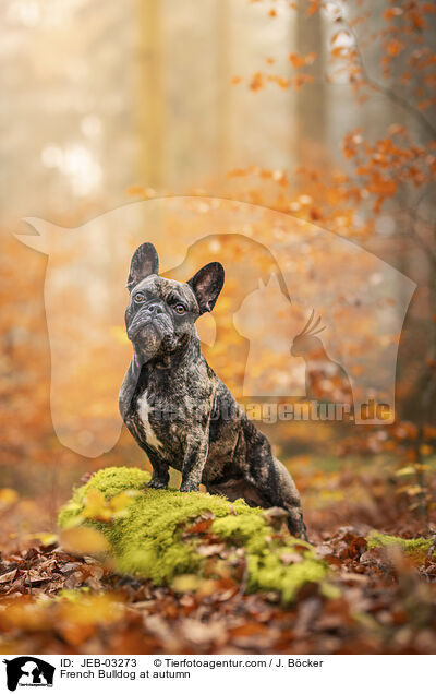 Franzsische Bulldogge im Herbst / French Bulldog at autumn / JEB-03273