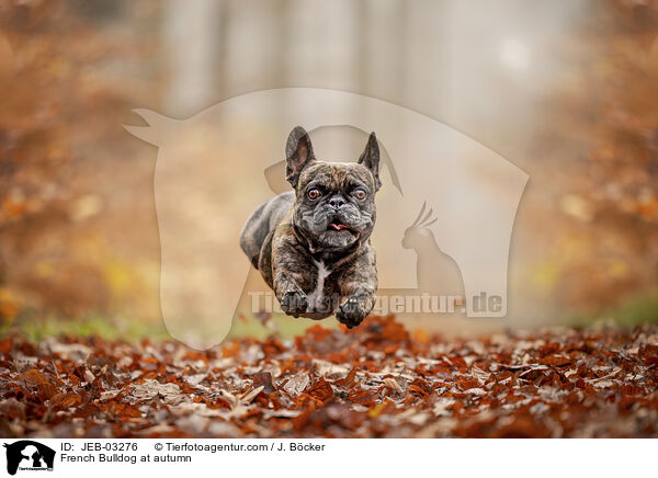 Franzsische Bulldogge im Herbst / French Bulldog at autumn / JEB-03276