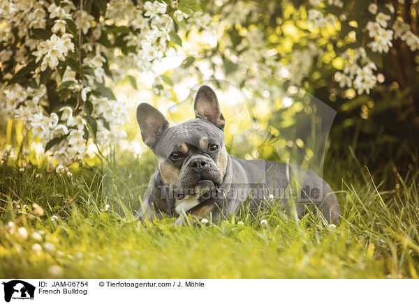 Franzsische Bulldogge / French Bulldog / JAM-06754