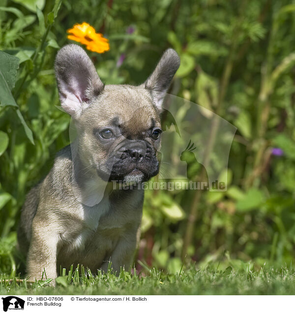 Franzsische Bulldogge / French Bulldog / HBO-07606