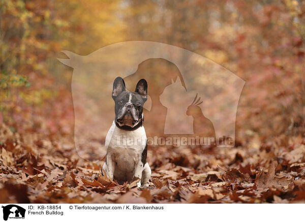 Franz�sische Bulldogge / French Bulldog / KB-18854