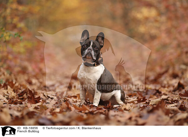 Franz�sische Bulldogge / French Bulldog / KB-18856