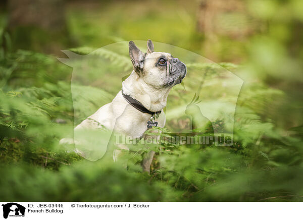 Franz�sische Bulldogge / French Bulldog / JEB-03446