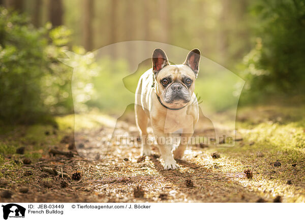 Franz�sische Bulldogge / French Bulldog / JEB-03449