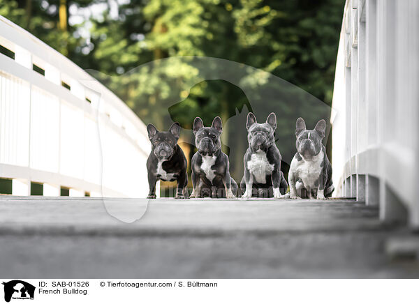 Franz�sische Bulldogge / French Bulldog / SAB-01526