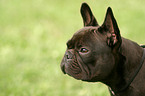 French Bulldog Portrait