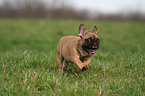 running French Bulldog