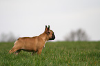 standing French Bulldog