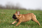 running French Bulldog