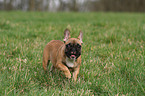 running French Bulldog