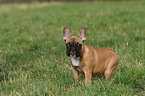 standing French Bulldog