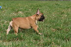 running French Bulldog