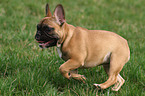 running French Bulldog