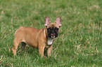 standing French Bulldog