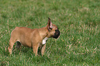 standing French Bulldog