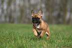 running French Bulldog