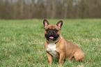 sitting French Bulldog