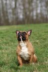 sitting French Bulldog