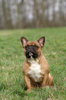 sitting French Bulldog