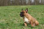 sitting French Bulldog