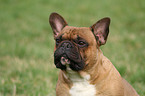 French Bulldog Portrait