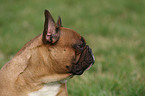 French Bulldog Portrait