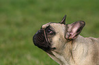 French Bulldog Portrait