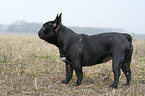 standing French Bulldog