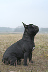 sitting French Bulldog