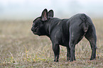 standing French Bulldog